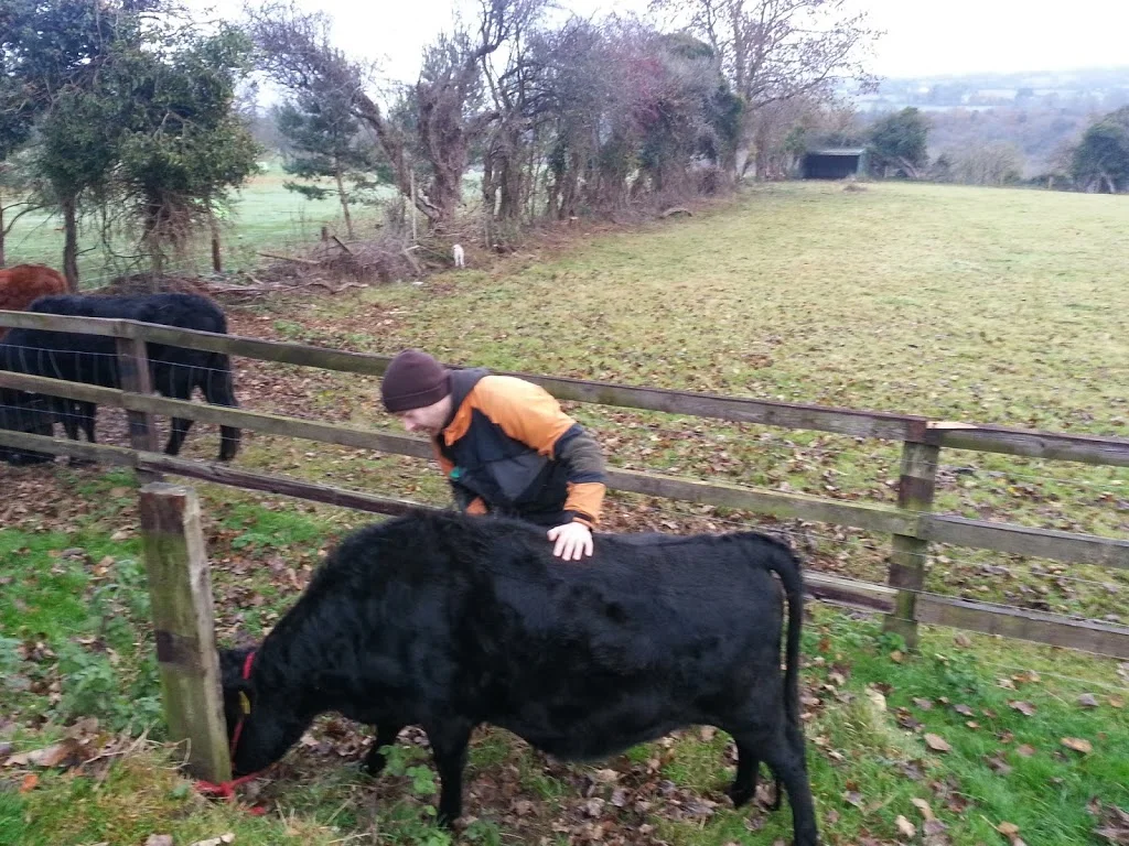 
Halter training Cara  