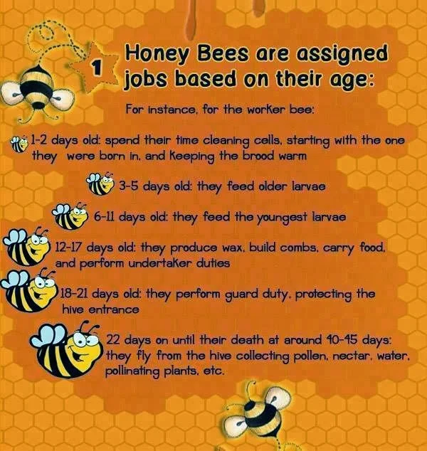 
Honey Bees  