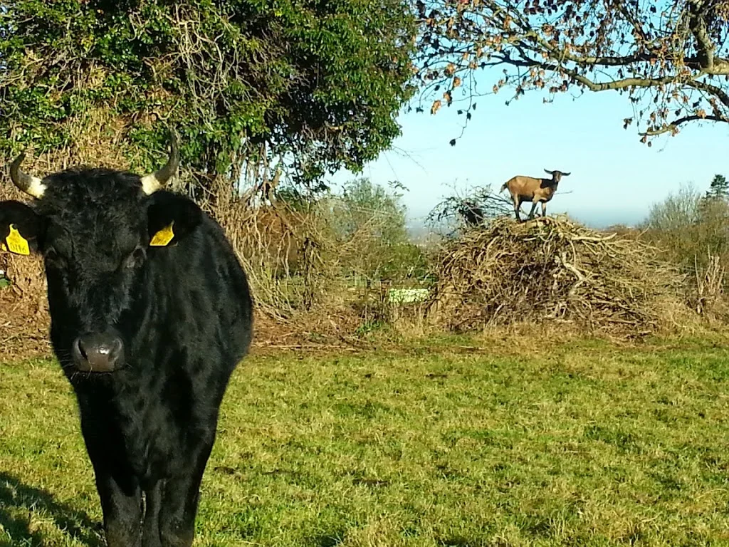 
Darcy on top of the world  