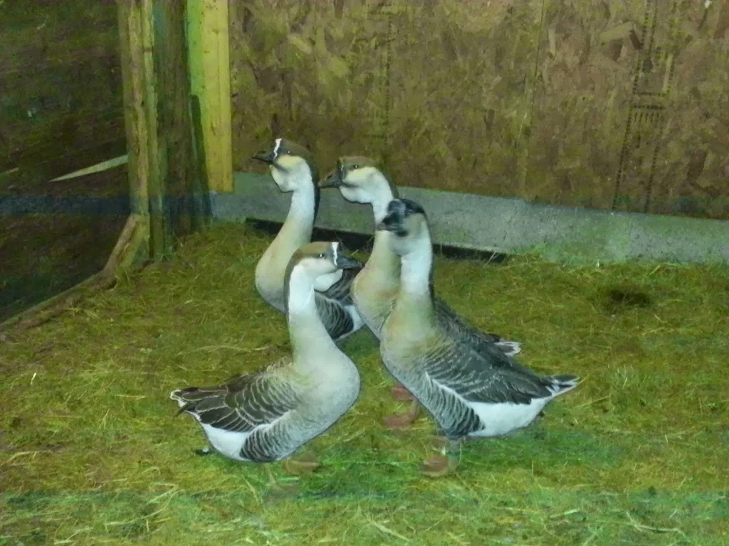
African geese here for a while  