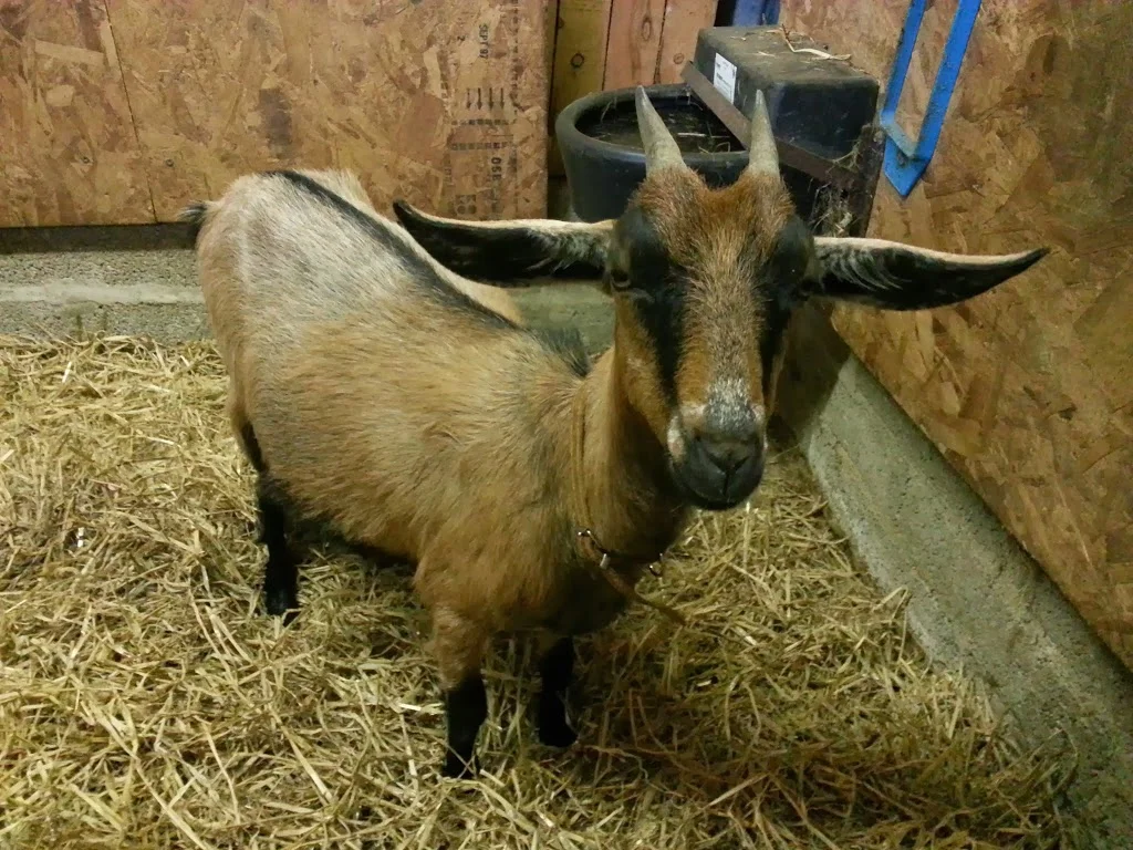 
Darcey's horns are off  