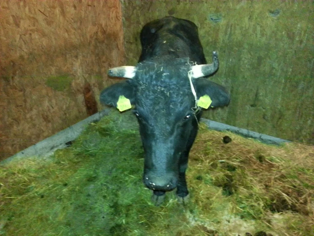 
All the cattle together  