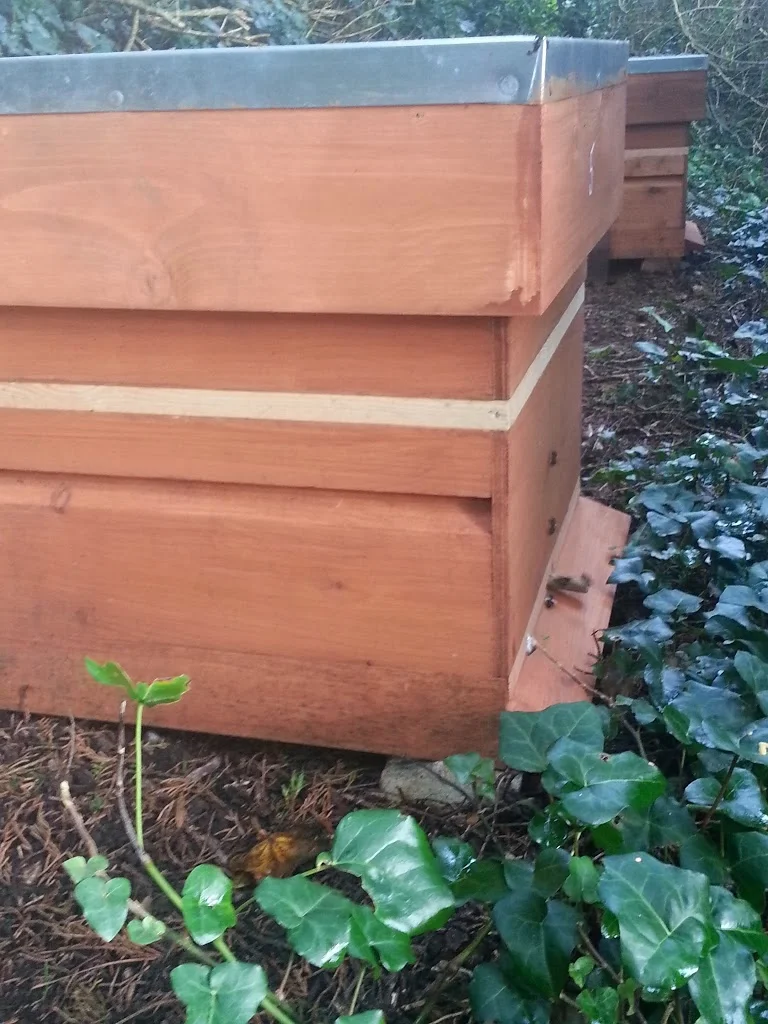 
13 degrees at dawn and busy bees  