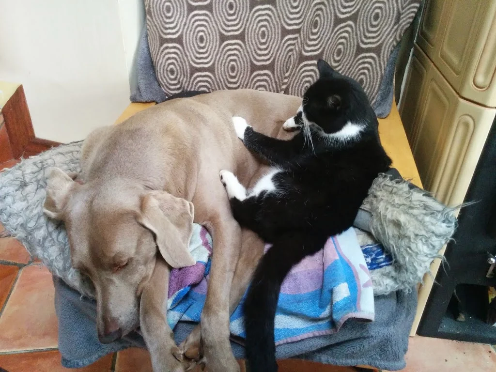 
Stella & Luc fast asleep  