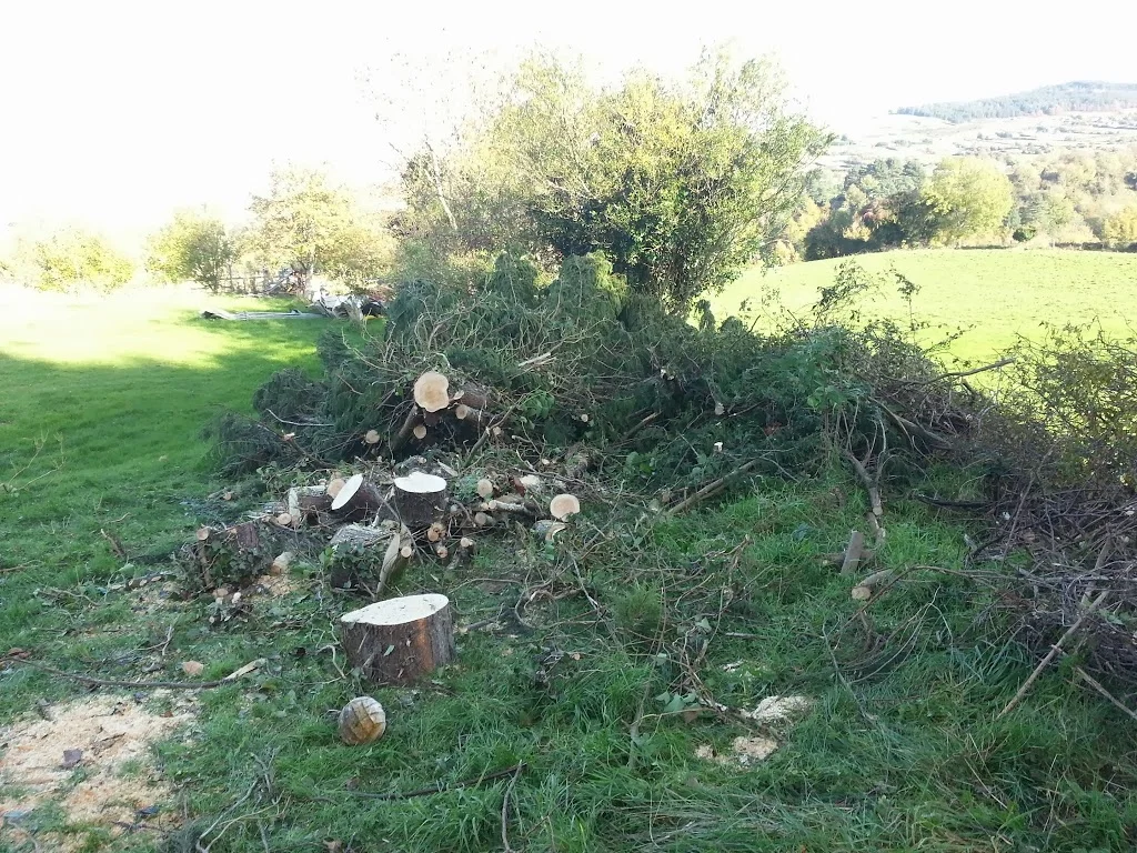 
Last of the Macrocarpa  