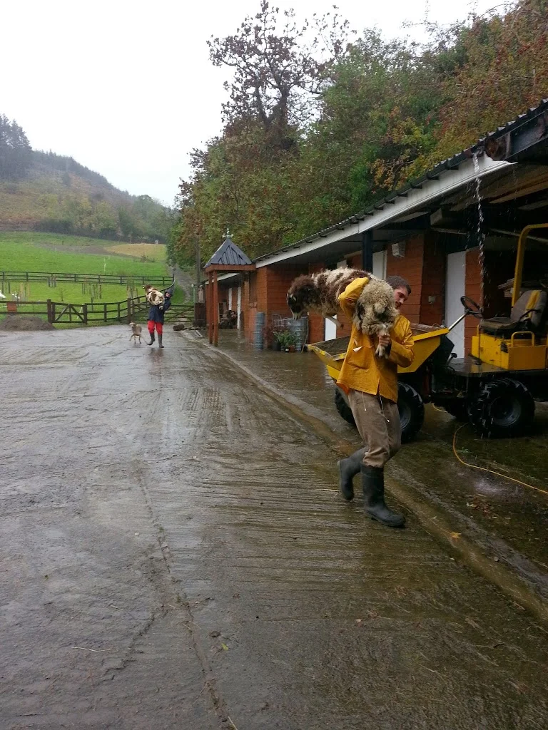 
Sheep foot trimming and rain  