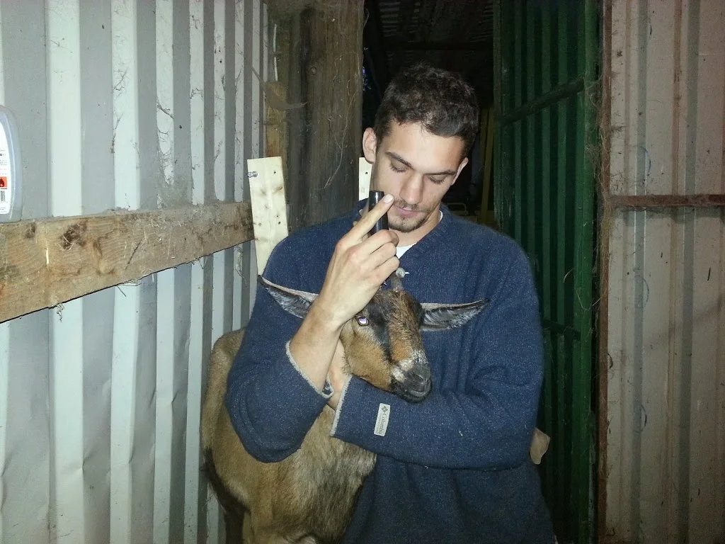 
Darcy, to de-horn or not to de-horn?  