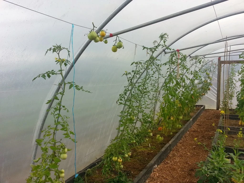 
Tomatoes nearly finished  