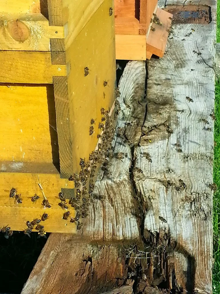 
Bees flat out again  