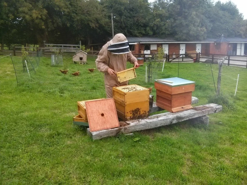 
Honey Harvest  
