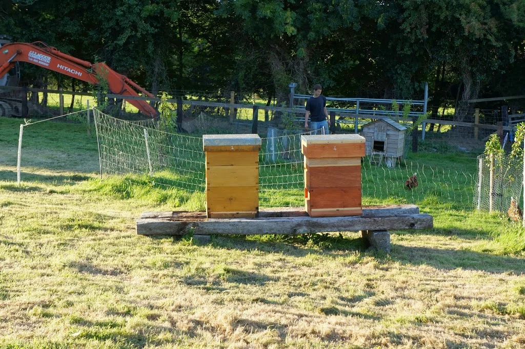 
Hives in the evening sun  