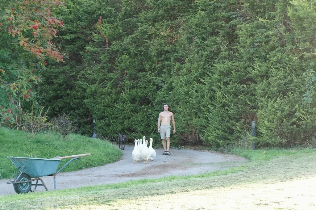 
Bedtime for the geese  