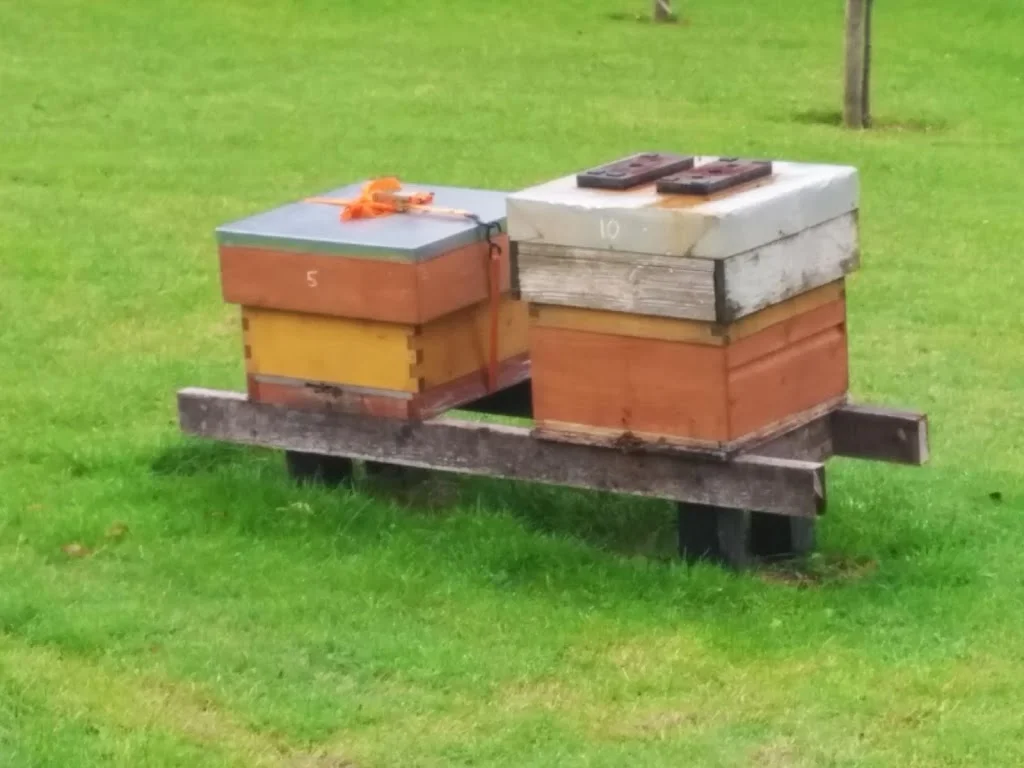
Bees were busy today  