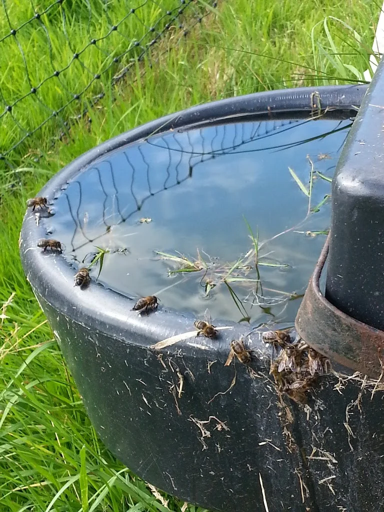 
Bees having a drink  