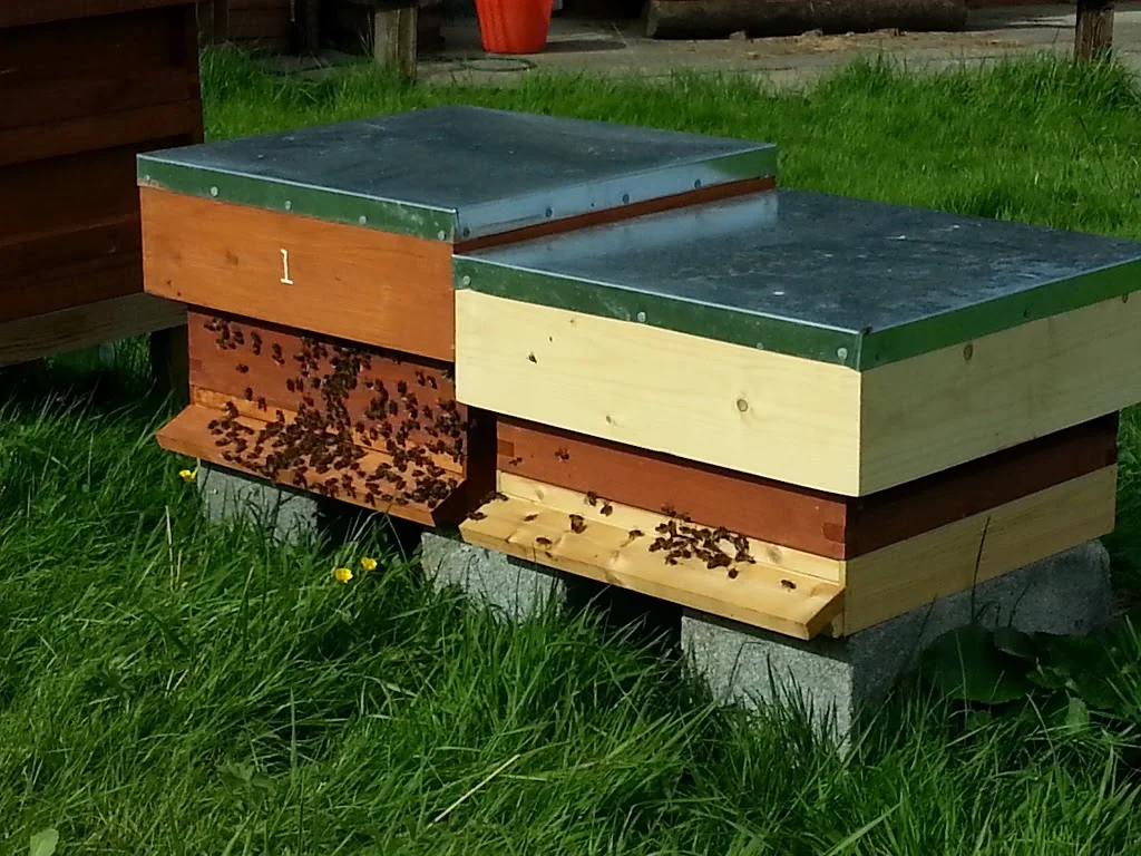 
Apiguard treatment of bees  