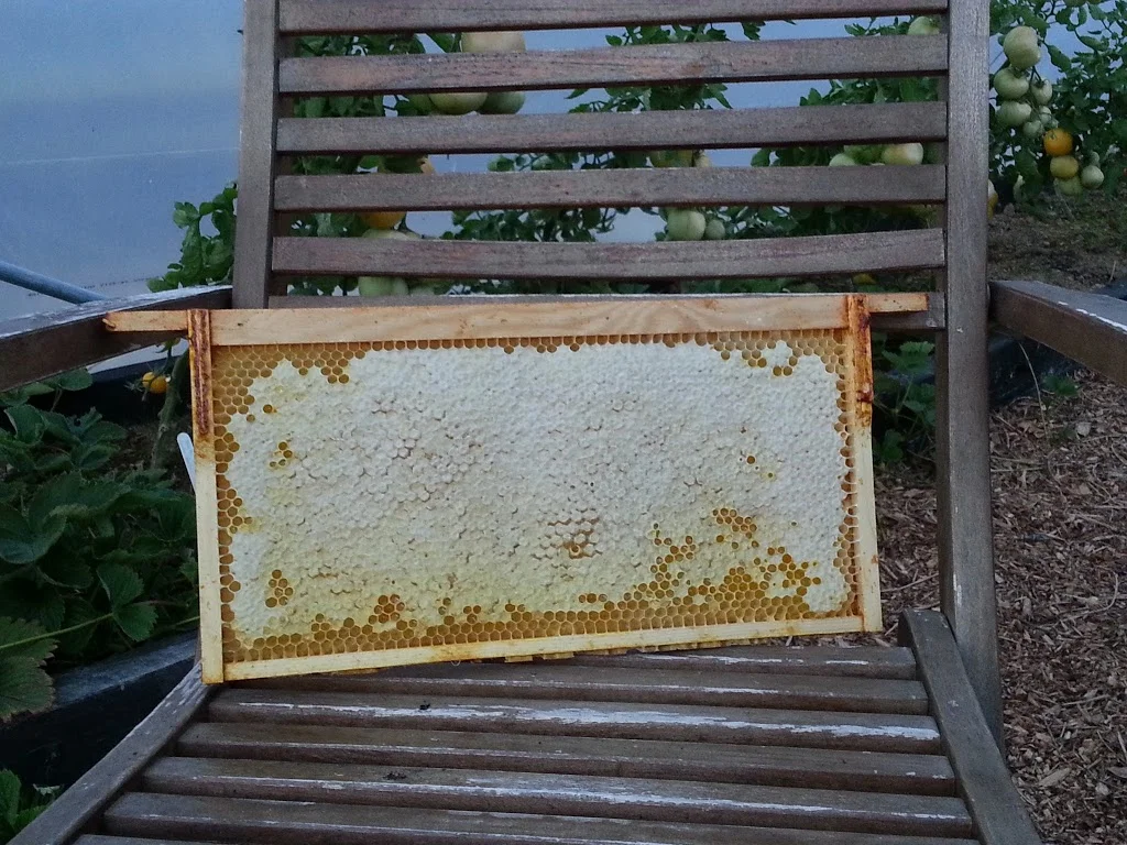 
First honey harvest  