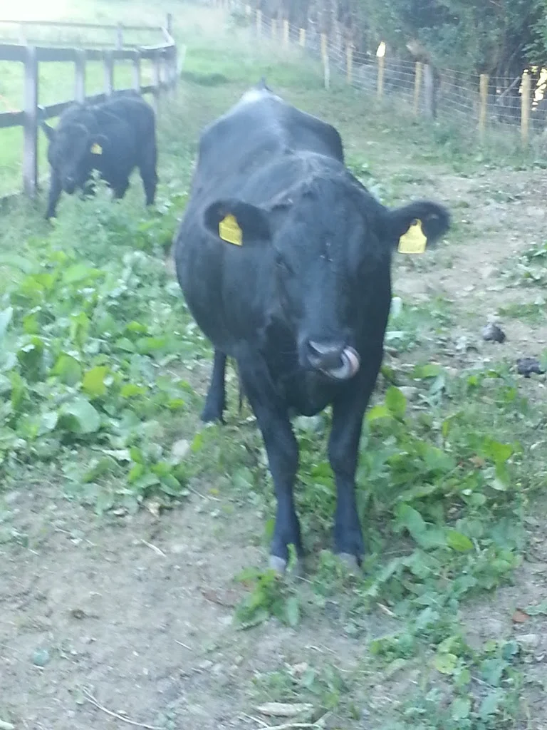 
Dexters out and about  