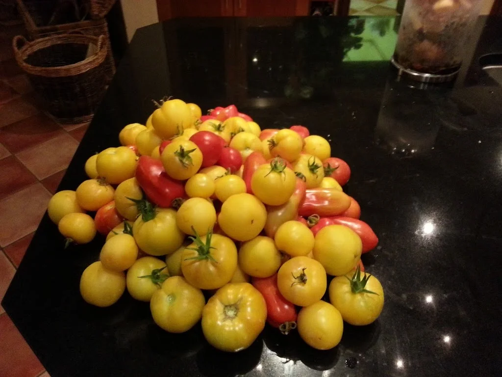 
A wheelbarrow of tomatoes  