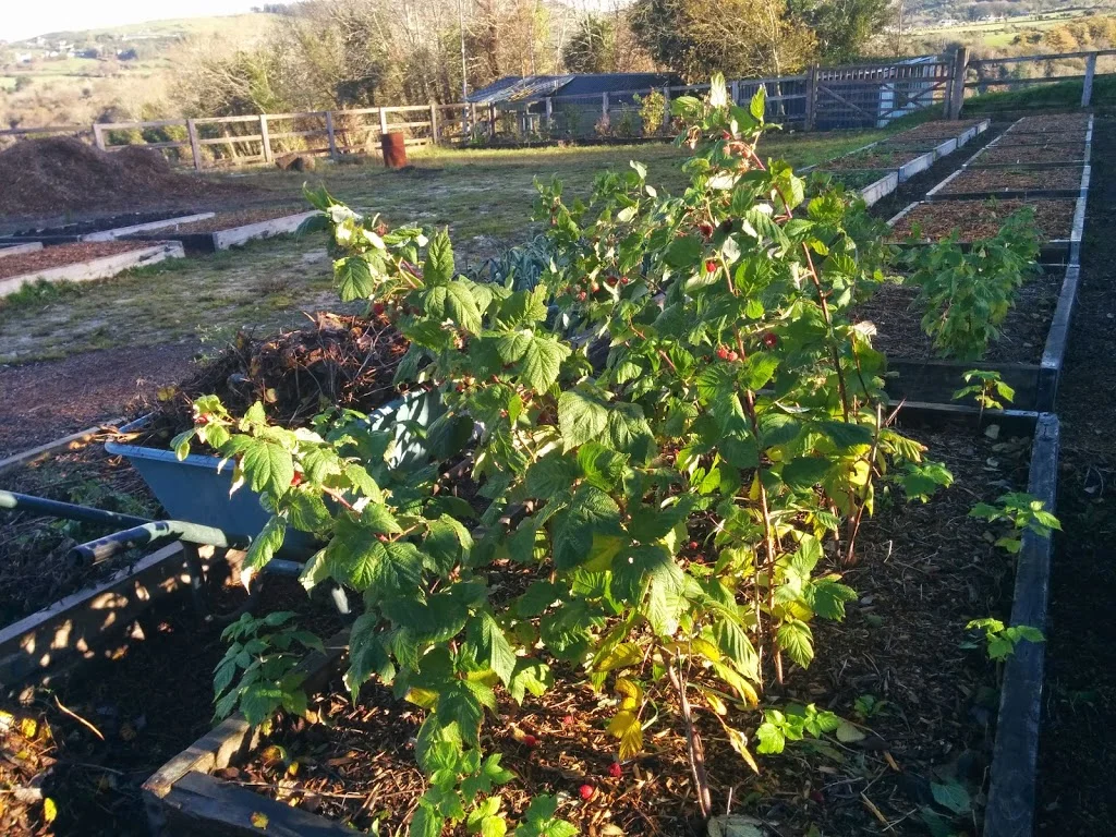 
Raspberries still producing loads  