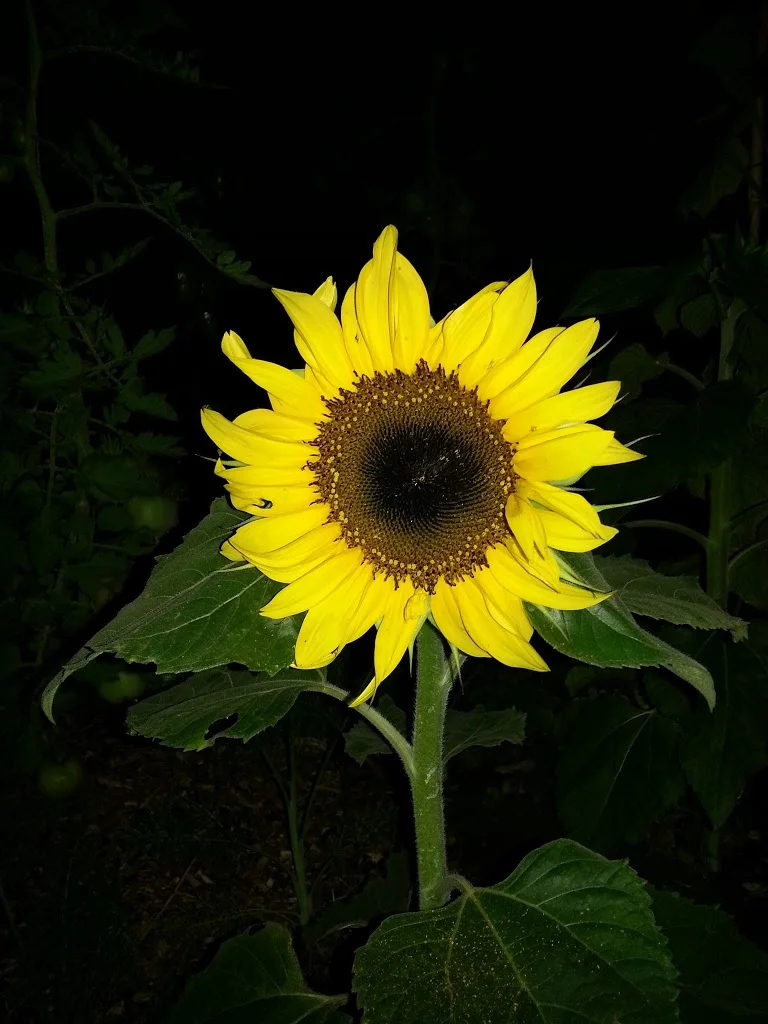 
Sunflower in the dark  