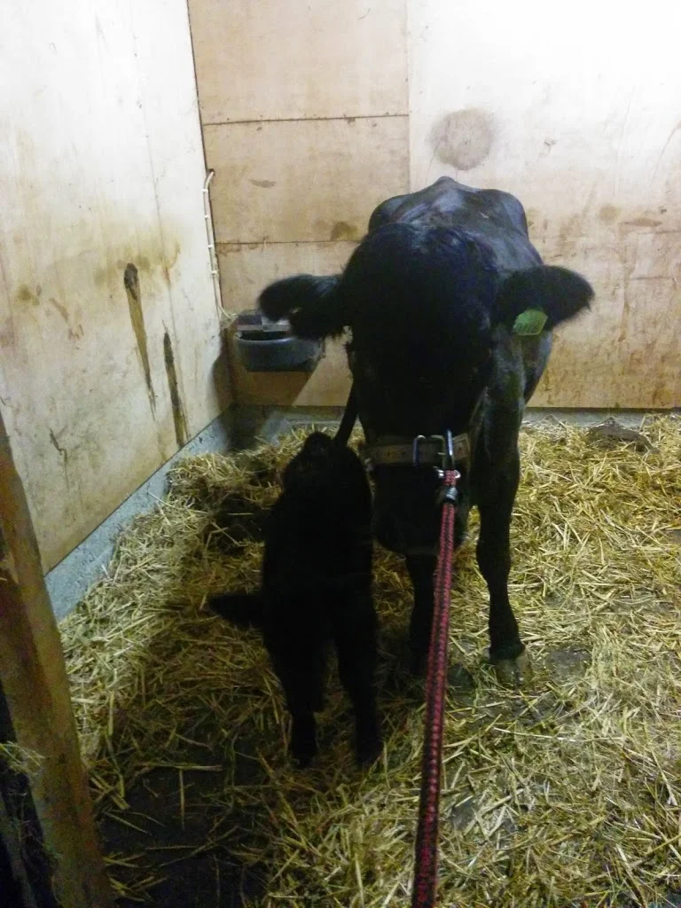 
Hard work getting Kerry to leave the little fella behind  