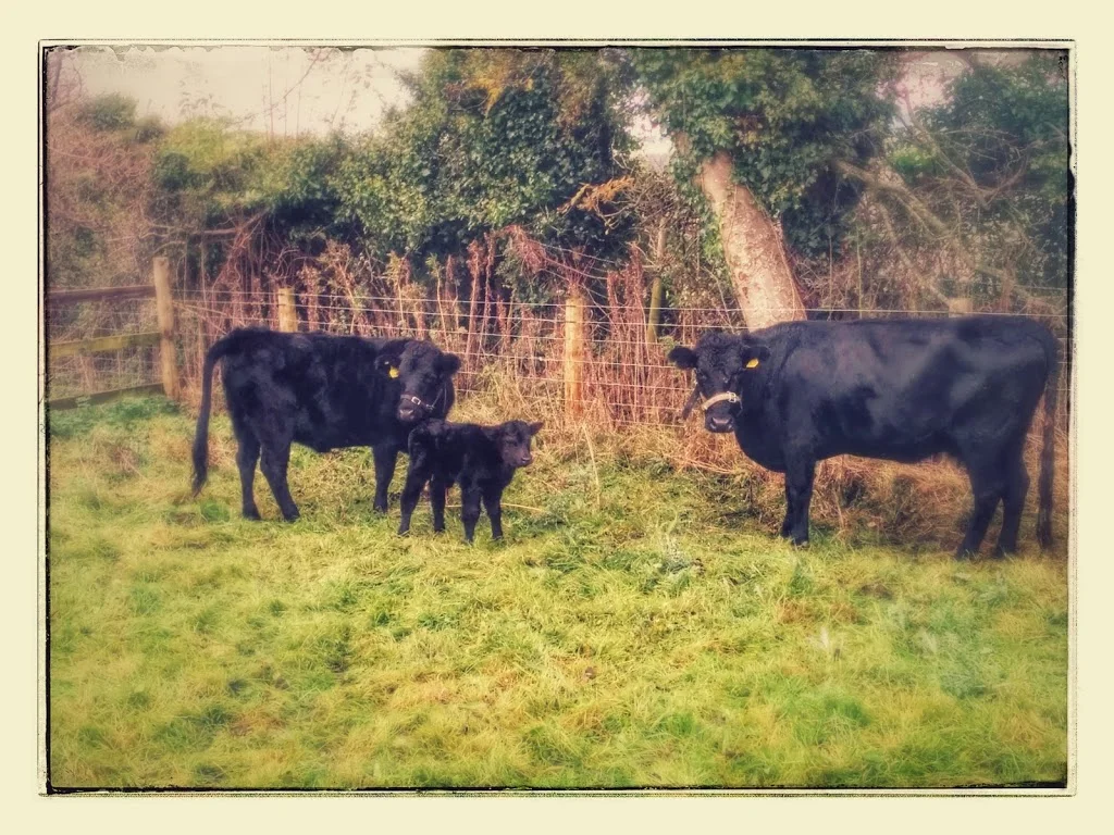 
Kerry's new baby calf  