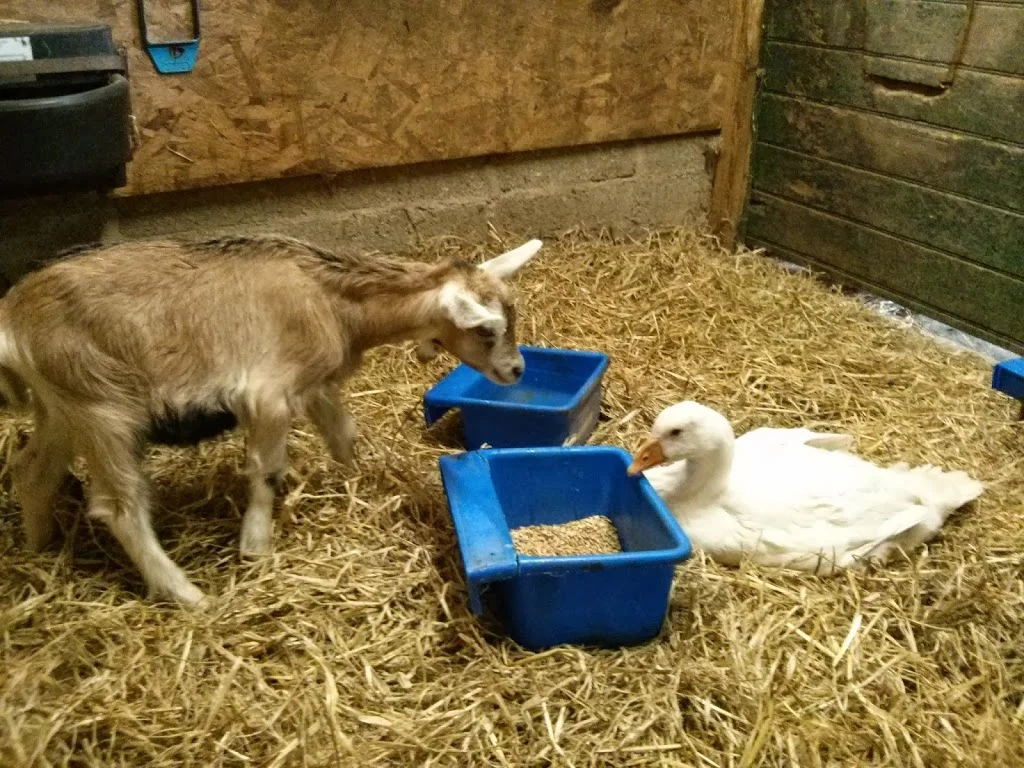 
Sick gosling & a curious kid  