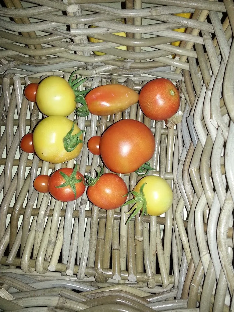 
First tomatoes  