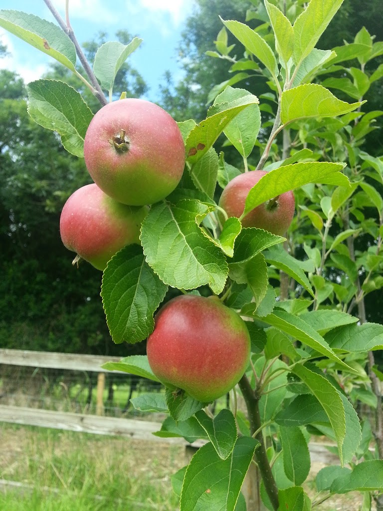 
Apples  