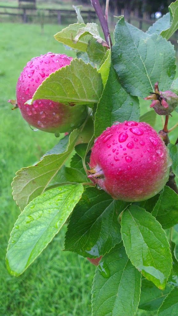 
Apples are coming along nicely  