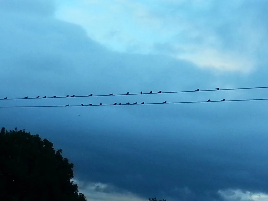 
Swallows eating the bees  