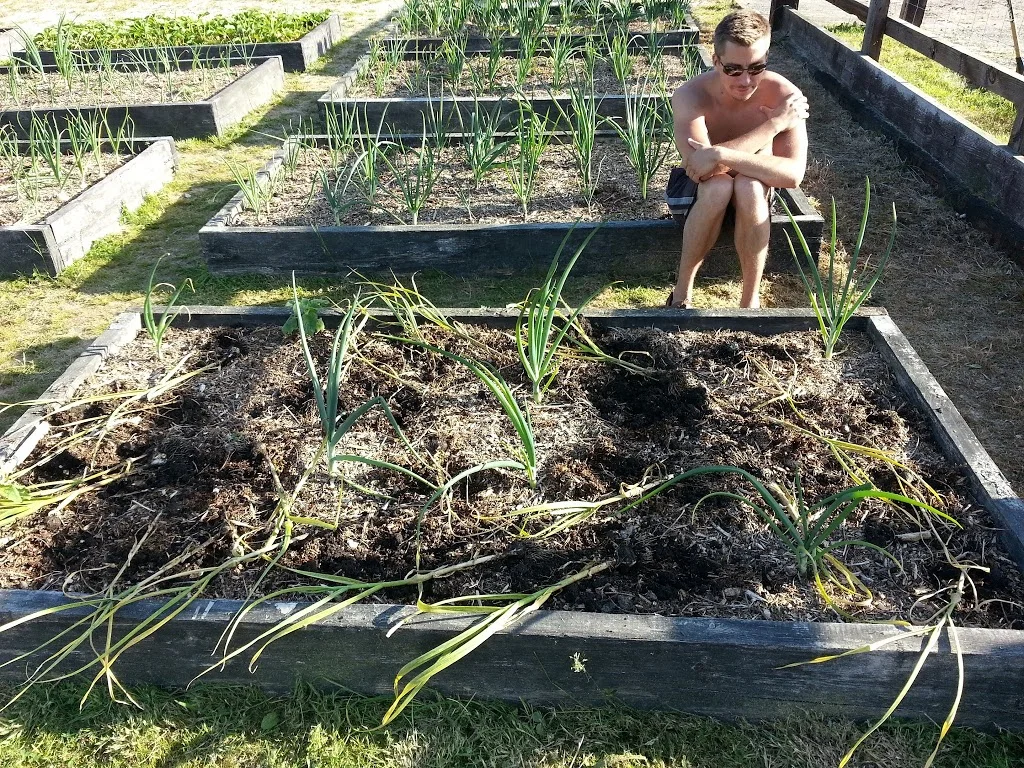 
Garlic Harvest  