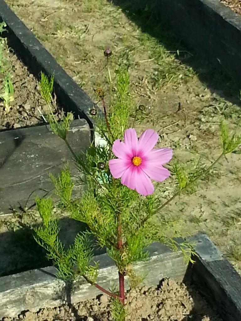 
Cosmos in flower  