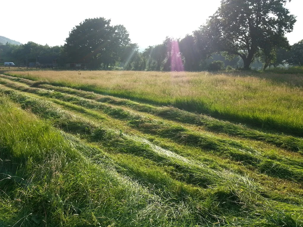 
Hay making  