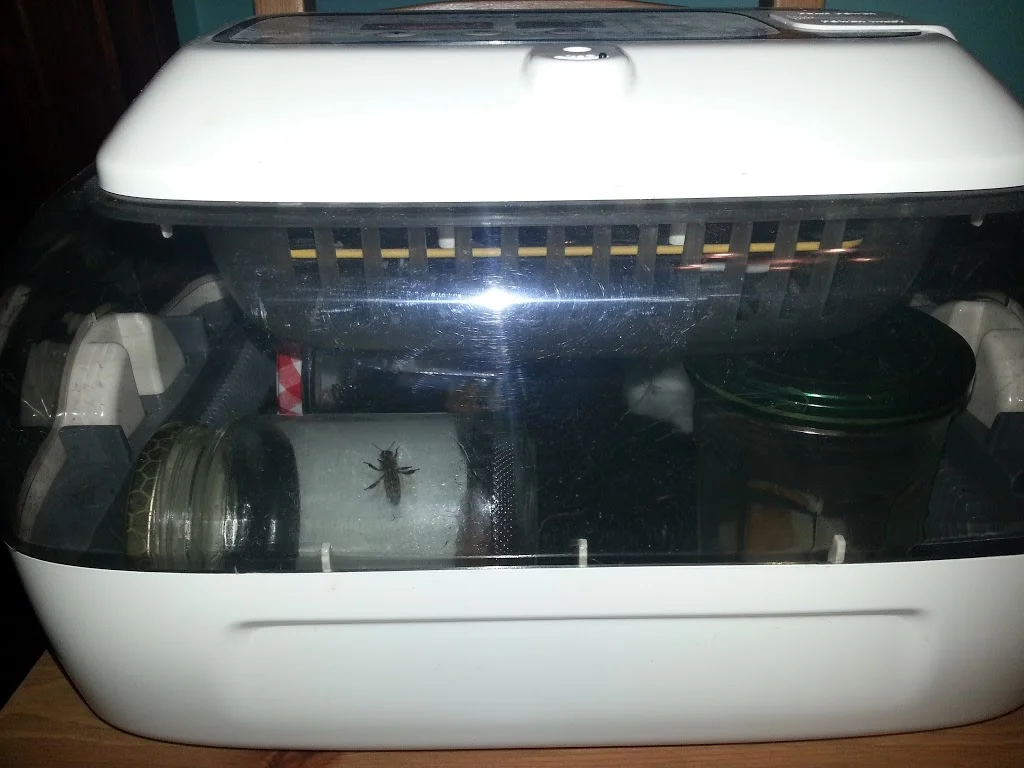 
Queens in the incubator  