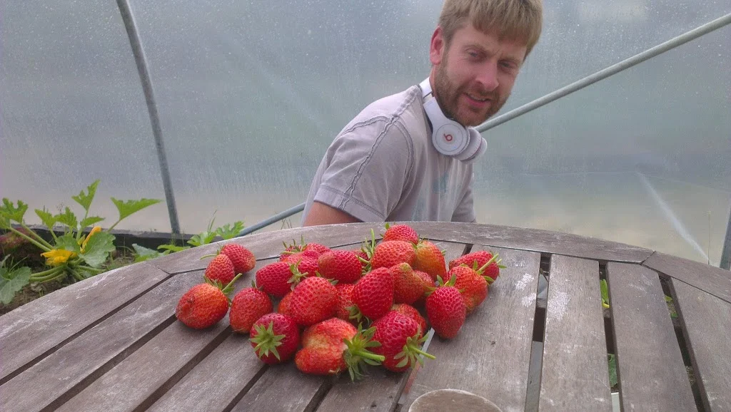 
Loads of strawberries  