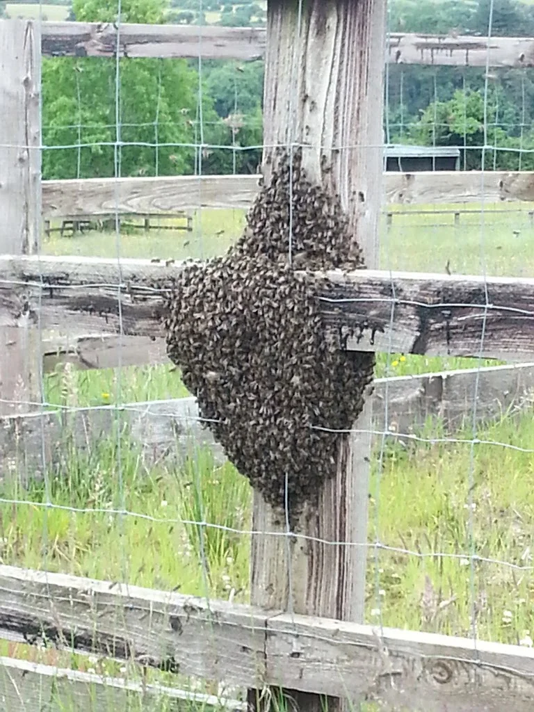 
Oh no, bees have swarmed  