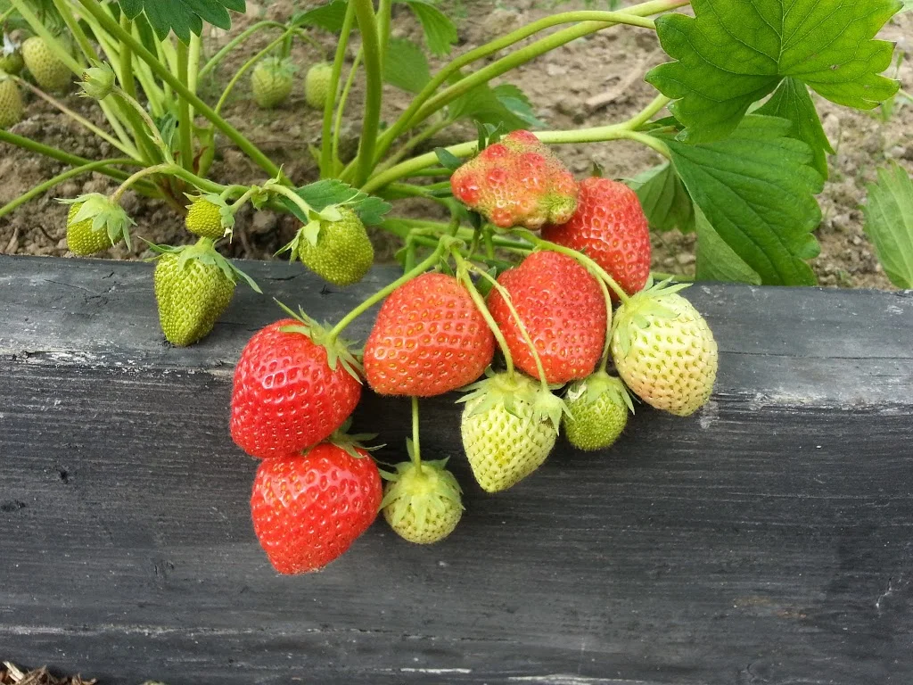 
Strawberries  