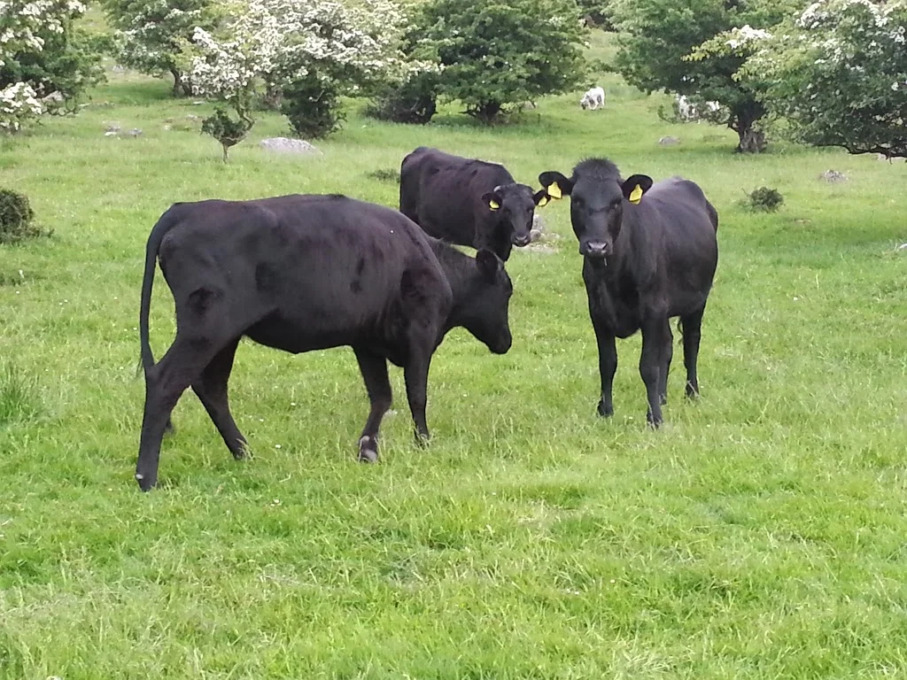 
Kerry heifers  