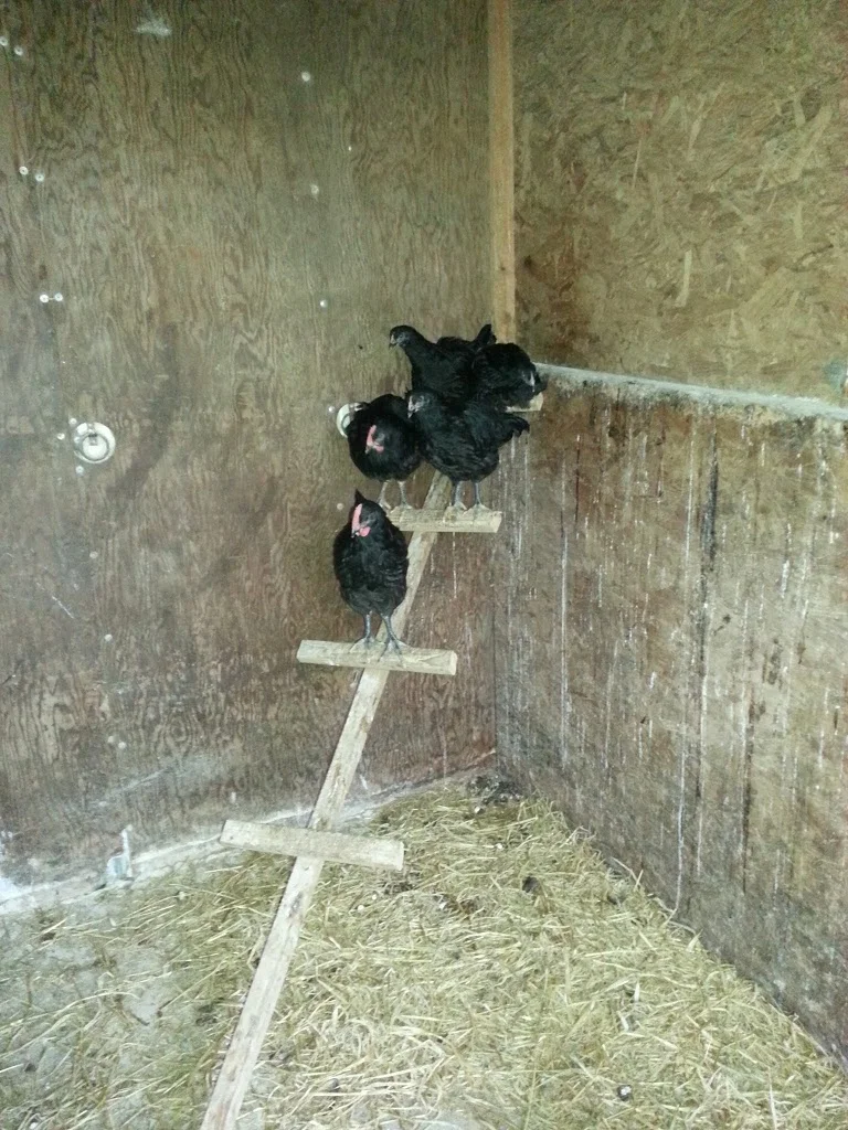 
Young hens roosting  