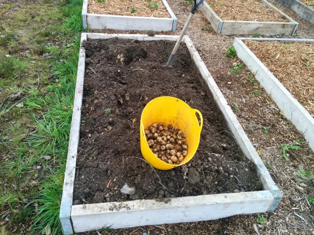 
Still eating the first earlies here  