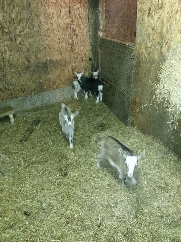 
Kid goats  