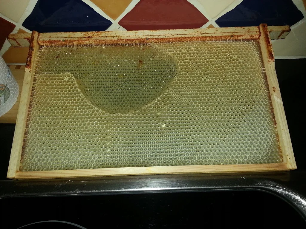 
First unofficial harvest of honey  