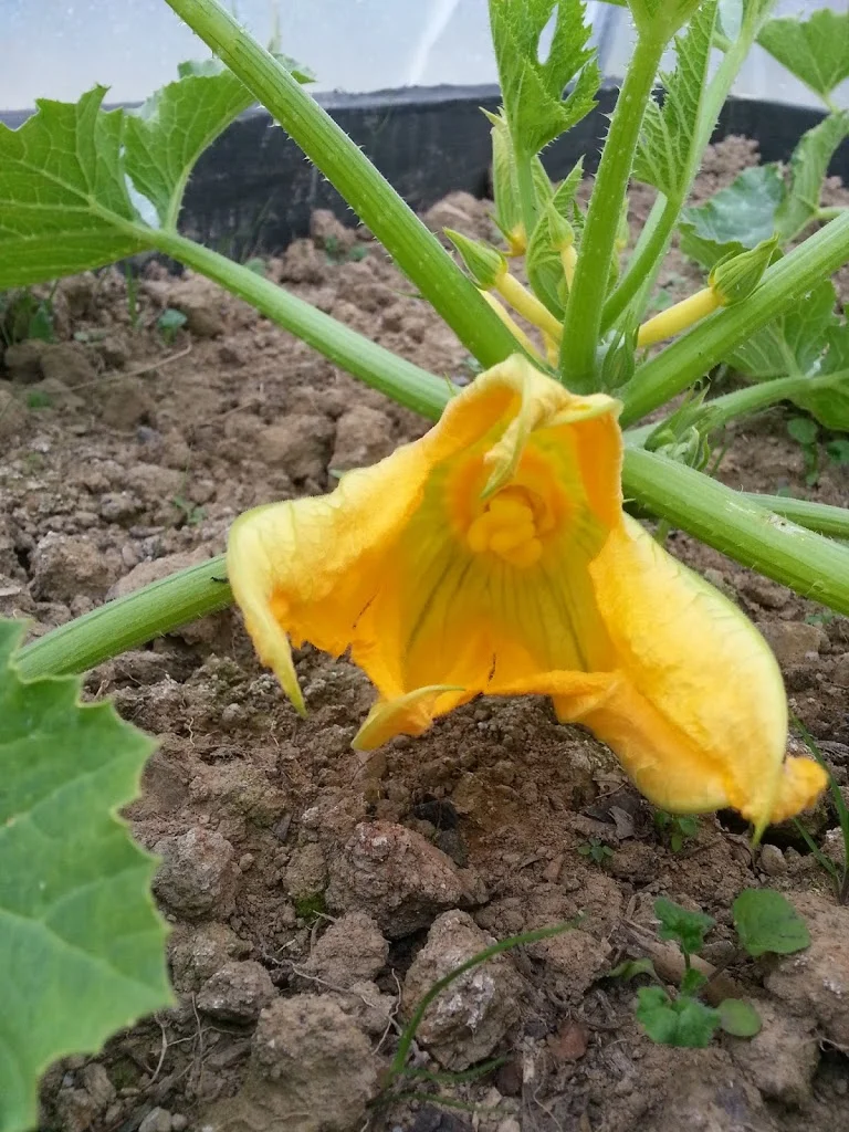 
Courgettes & Strawberries  