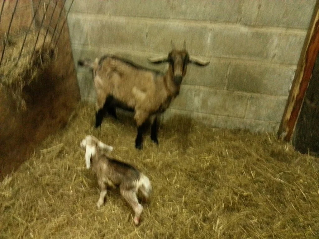 
An unexpected arrival  