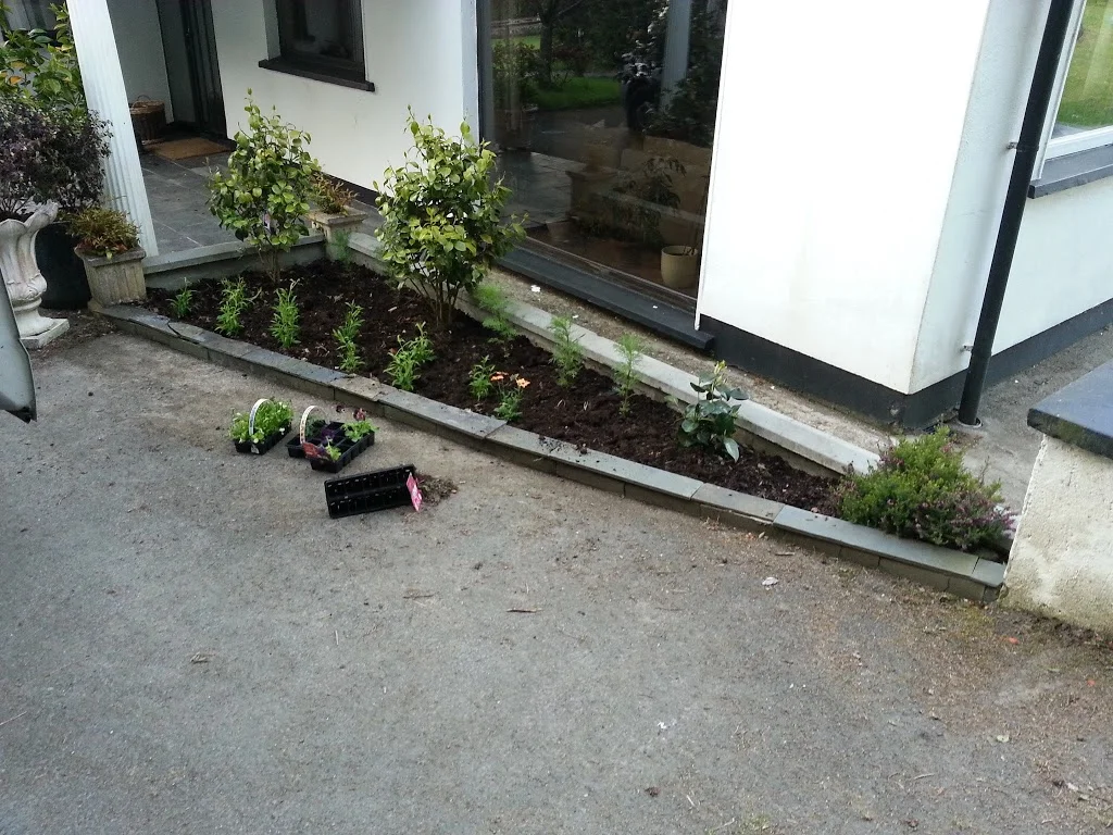 
Planting out some Cosmos for summer colour  