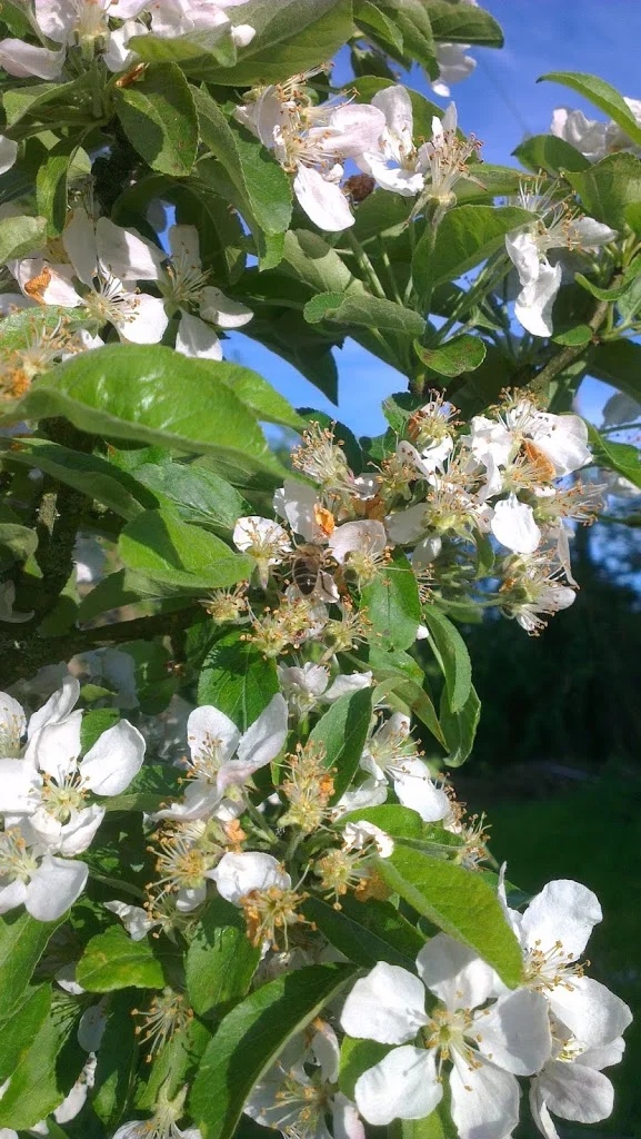 
Bees in the orchard  