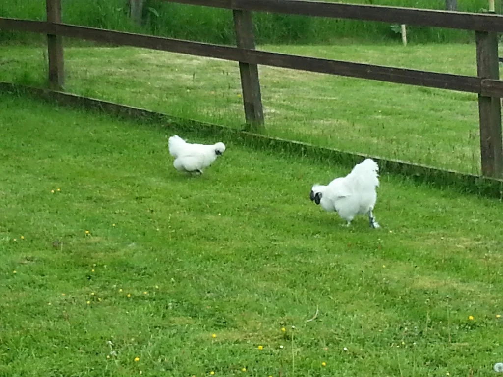 
Silkies escaped  