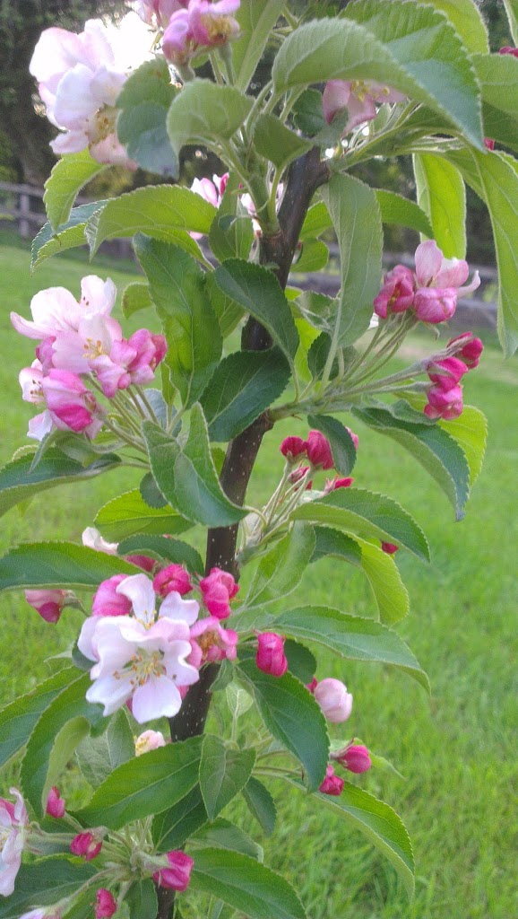 
Apples in blossom  
