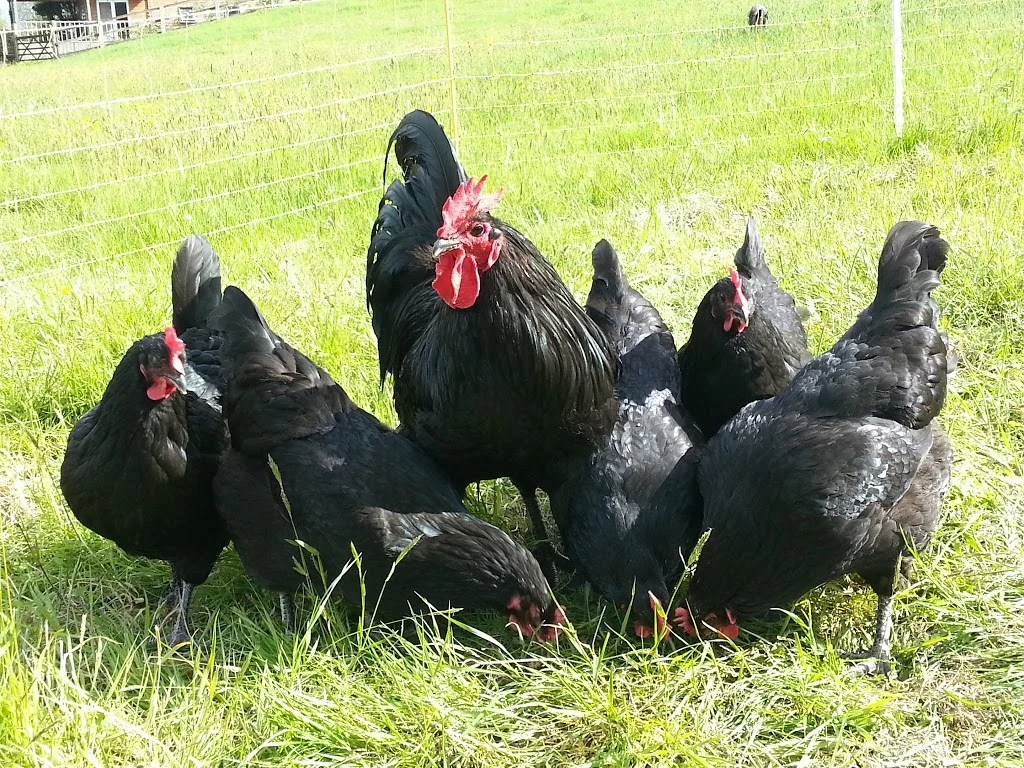 
Jersey Giants out in the sun  